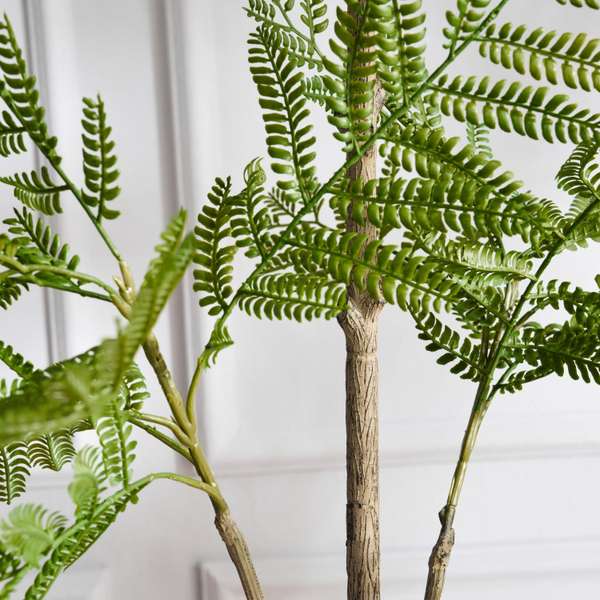 Jacaranda Tree With Pot H150cm Green